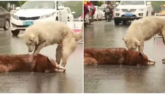 Mascotas: ¡Demasiado triste! Perrito trata de revivir a su amigo atropellado (VIDEO)