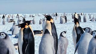 ¿Por qué están desapareciendo los pingüinos rey de la ‘Isla de los Cerdos’?