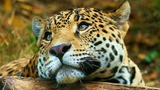 Niños "rugen" para salvar de la extinción al yaguareté, un hermoso felino americano