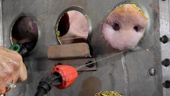 ​Así maltratan a cerdos que luego se mata cruelmente para ser comidos (VIDEO)