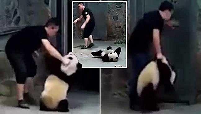 ​Cuidadores golpean a pequeños osos pandas en peligro de extinción (VIDEO)