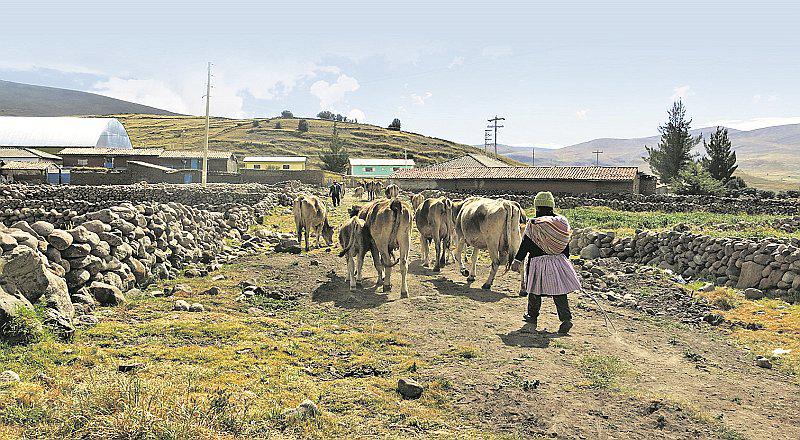 Combate contra las heladas: la lucha constante de los ganaderos en Junín 