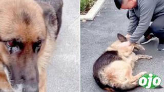 Perrita policía llora al reencontrarse con su dueño | VIDEO