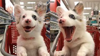 Una perrita conoció por primera vez el supermercado y su reacción es la más divertida que verás en el día