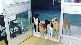 Cuatro perritos esperan salida de su dueño en la puerta de emergencia de hospital 
