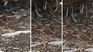 Hombre encuentra nido de casi 50 serpientes debajo de casa (VIDEO)