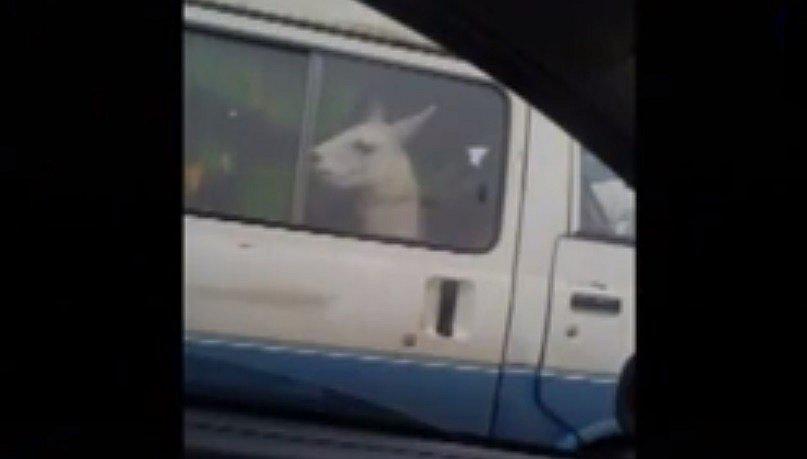 Vía de Evitamiento: graban a una llama viajando en una combi