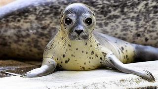 Ámsterdam recibe éxodo de animales salvajes como focas y murciélagos