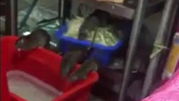 Ratas son sorprendidas comiendo tallarines en un restaurante insalubre ( VIDEO) 