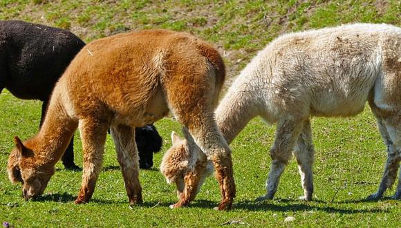 Preocupación por 29 alpacas sacrificadas por contagio de rabia en Puno