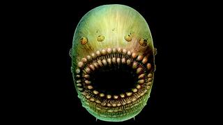 Saccorhytus, la criatura marina que pudo ser primer abuelo del ser humano 