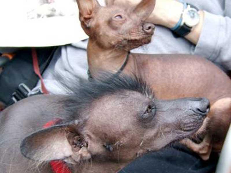 Perro sin pelo ideal compañía para personas con artritis y reumatismo