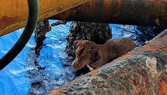 Perro náufrago rescatado en alta mar será adoptado por su salvador