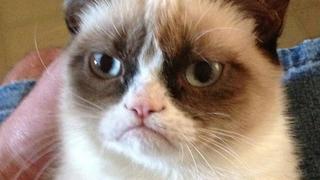 Muere Grumpy Cat, la gatita más famosa del internet (FOTOS)