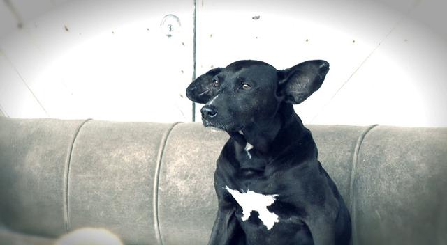 '​Dr. Vet' atendió conmovedor caso de 58 mascotas que perdieron a su dueña [FOTOS]