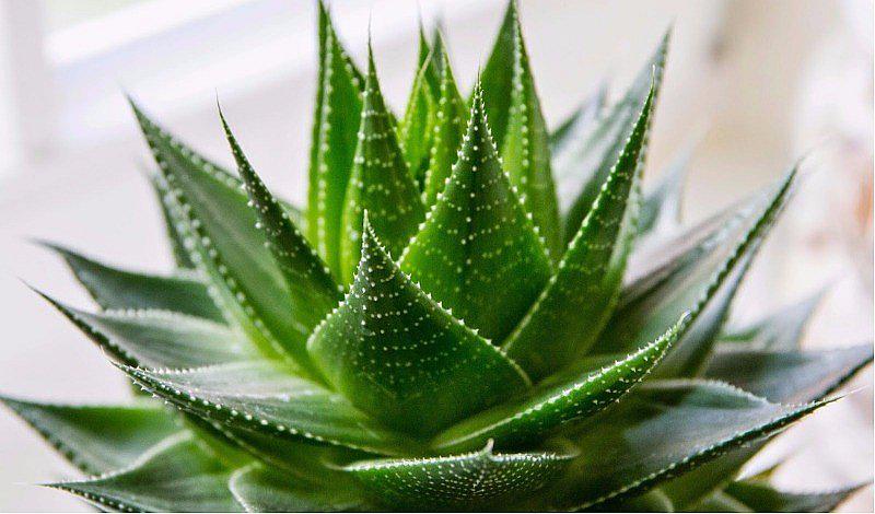 ¿Por qué es importante tener una sábila en casa?