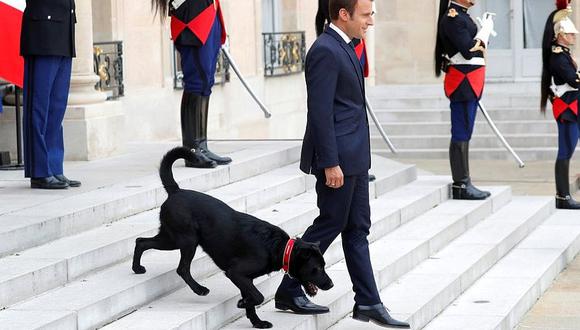 ​Francia: Nemo es adoptado y asume funciones como nuevo perro presidencial