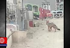 A lo Run Run: Captan a zorro ‘Juaneco’ paseando en cementerio de Comas