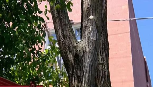 YouTube: Sorprendente imagen de la Virgen María aparece en un árbol [VIDEO]