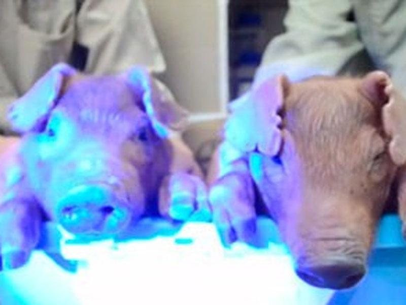 Insólito: Científicos crean cerdos que brillan en la oscuridad [VIDEO] 