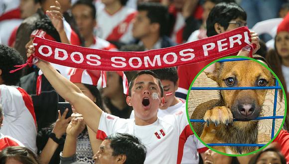 Hincha peruano ayuda a perrita herida en el mundial y hoy la quiere traer a Lima