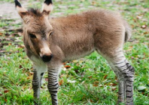 Nace un zebrasno en zoológico de Italia