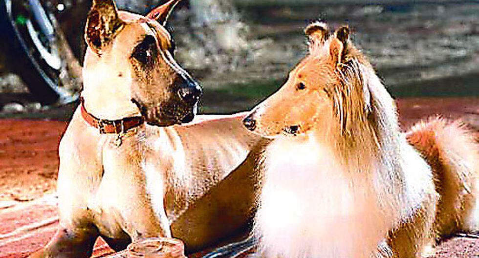 Marmaduke NOTICIAS OJO PERÚ