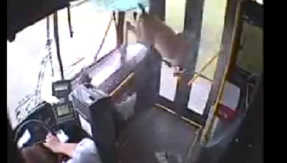 Increíble choque entre bus y un ciervo [VIDEO]