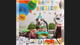 Celebre los cumpleaños de sus mascotas con tortas ricas y saludables