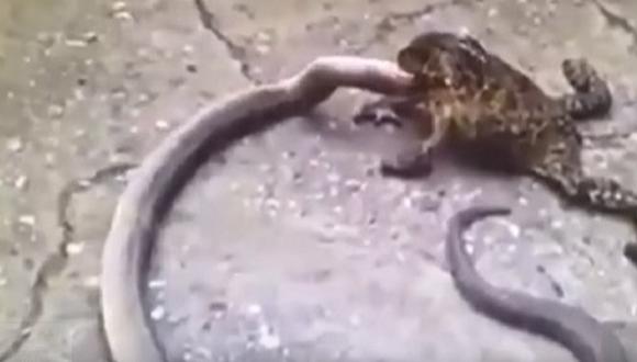 ​YouTube: Sapo se traga una serpiente en alucinante video viral [VIDEO]