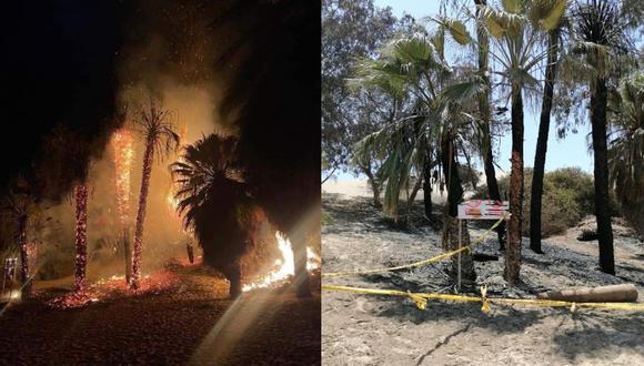 Sujetos provocan incendio y arrasan con palmeras de la Huacachina  | VIDEO