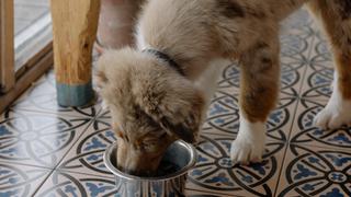 La rutina rápida de limpieza para los platos de comida de tu perro 