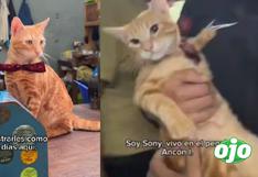 ‘Sony’, el gatito que vive con los reos del penal Ancón 1, enternece las redes: “Le encontraron arena para gato”