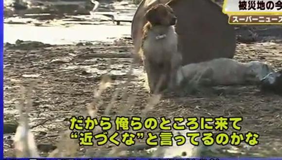 conmovedor video de un perro que cuida a can herido por el tsunami en Japón 