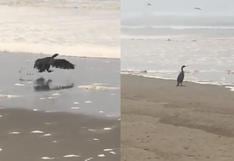 Filman a una ave marina sin poder volar al estar cubierta de petróleo | VIDEO
