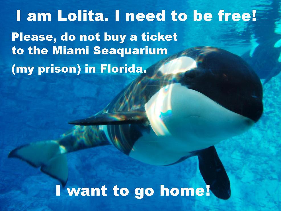 Piden libertad para orca Lolita que lleva más de cuatro décadas presa