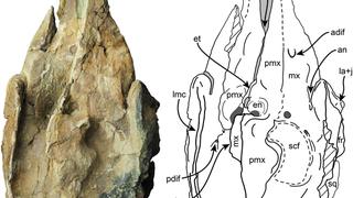 Un raro fósil de cachalote extinguido arroja luz sobre la evolución de su especie
