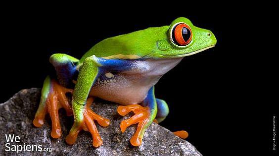 Descubren rana verde con patas naranja y muslos con tonos púrpura tornasolado