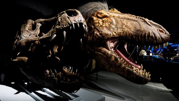 El descubrimiento del joven Charpentier significa una excavación más grande en busca de más huesos de dinosaurio en el lugar. (EFE)