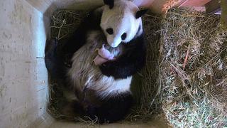 Austria: ​Panda del zoo de Viena tuvo gemelos y enternece las redes sociales 