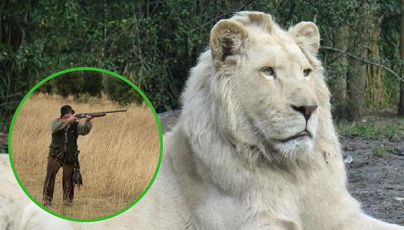 Quieren subastar a un león blanco para que cazadores lo maten y así recaudar dinero