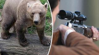 Alemania: oso se les escapa y lo asesinan sin que haga nada