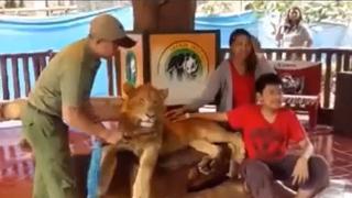 Denuncian que dopan a leona en zoológico para tomarse fotos (VIDEOS)