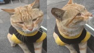 El guardián de la Corte Suprema: “gato policía” alcanza la fama en TikTok