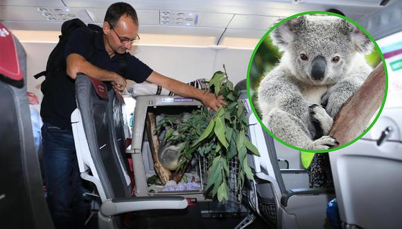 La historia detrás del koala que viajó en un avión como un pasajero más (FOTOS)