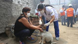 El Agustino: Atienden a perros y gatos afectados por incendio [FOTOS] 