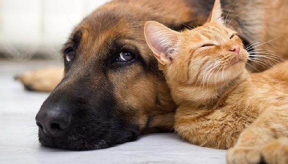 Mascotas: ¿Pueden perros y gatos vivir bajo el mismo techo?