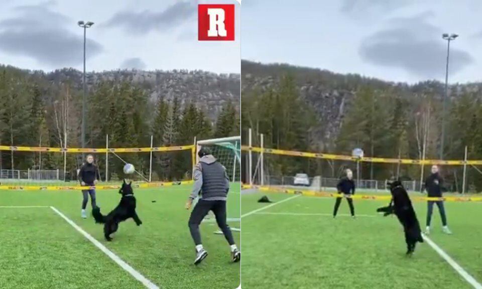 El can ha sorprendido a propios y extraños por su gran habilidad. (Video tomado del Twitter del diario Récord)