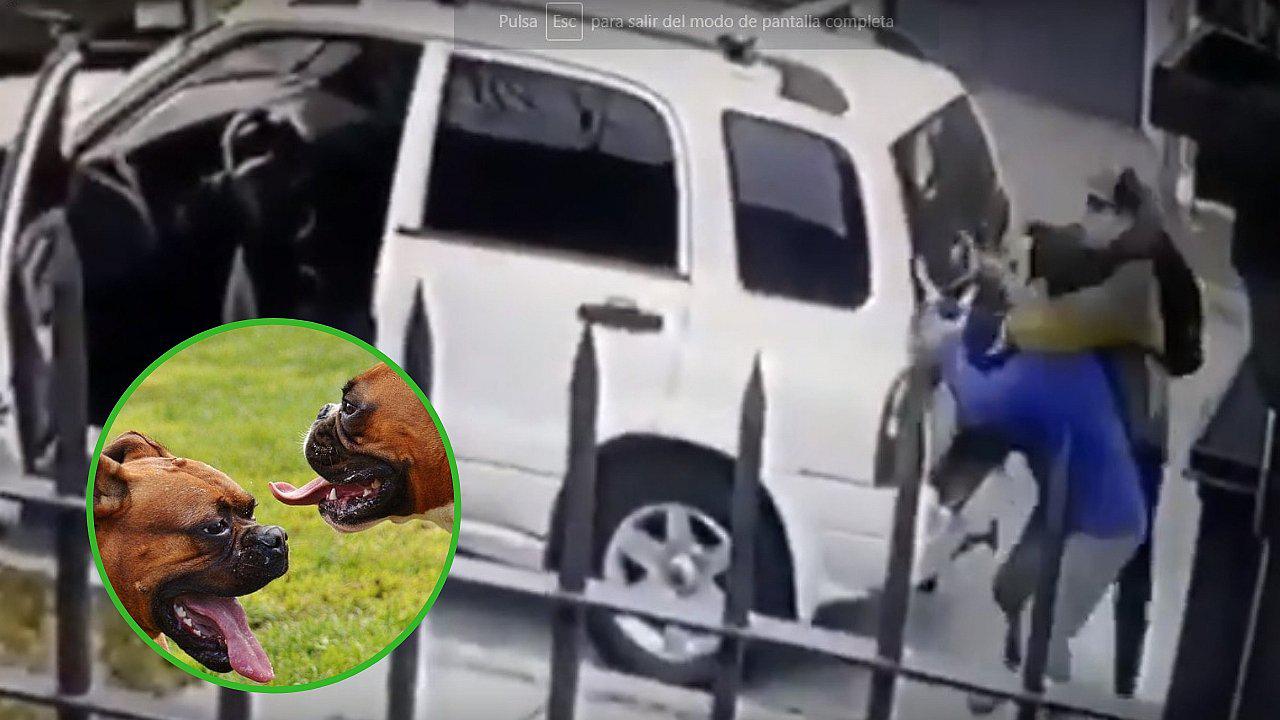 Valientes perros salvan a su dueño de ser asaltado por delincuentes armados | VIDEO