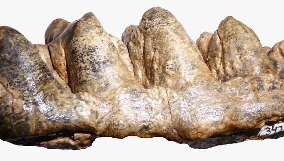 Madre de Dios: mastodonte de 9.5 millones de años vivió en la selva del Perú (Foto: Ingemmet).